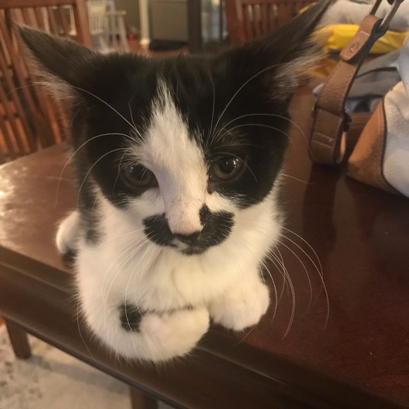 Meet your Posher, Jacalyn - Picture 1 of 1